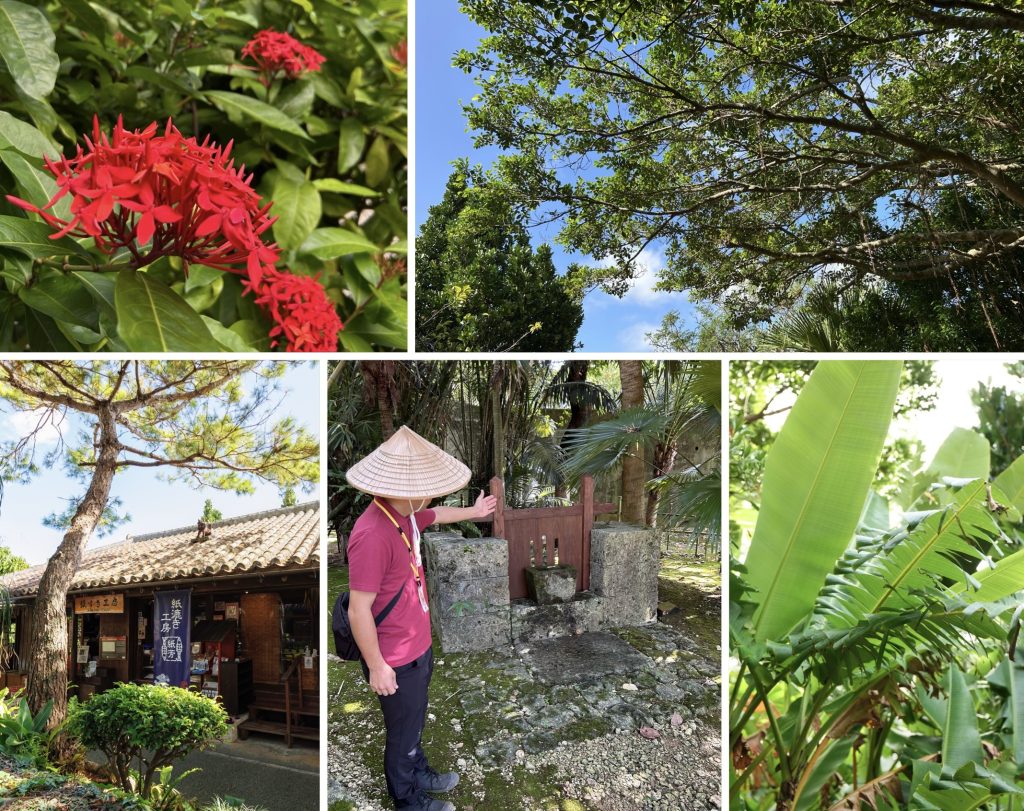 旅行中介紹的亞熱帶植物聖丹卡、高丸,還有傳統工藝、御岳、芭蕉布的原料絲柏的照片。